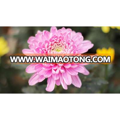 Fresh Cut Flower Chrysanthemum Best Quality