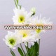 fresh cut chrysanthemum flower