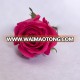 wholesale top quality fresh cut flower red rose flower