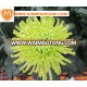 Chrysanthemum Flower