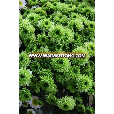 Fresh Cut Chrysanthemum flower Spray green