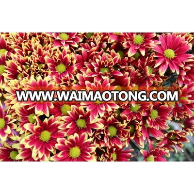 Chrysanthemum Fresh Cut Flower