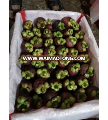 High Quality Fresh Fruit Mangosteen